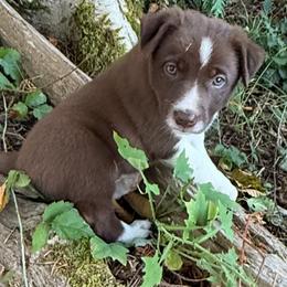 Other pup1 - White and red male Border Collie puppy in Aberdeen, Washington from Misty Mountain Border Collies