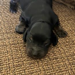 Brutus - Black male Dachshund puppy in Carson City, Nevada from Whispering Willow Dachshunds