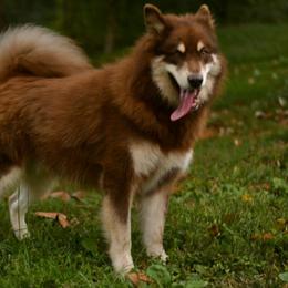 Tachanka - Alaskan Malamute