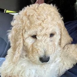 Poodles from Pineapple Farms Kennel