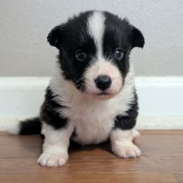 Gala - Black and white male Cardigan Welsh Corgi puppy in Garrett, Indiana from Chloe's Colorful Corgis