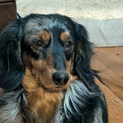 Sparky - Dachshund