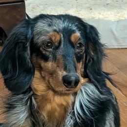 Sparky - Dachshund