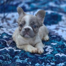 Freckles - Fawn and white male French Bulldog puppy in Miami, Oklahoma from Destiny Jones