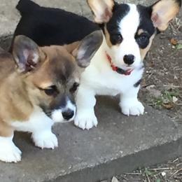 Pembroke Welsh Corgis from XOXO Corgis