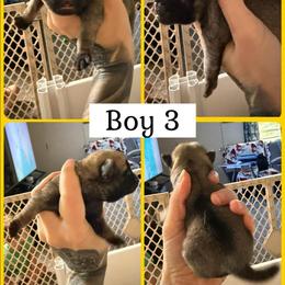 Boy 3 - Fawn male Pug puppy in Winter Haven, Florida from Lisa's Pugalicious Pugs