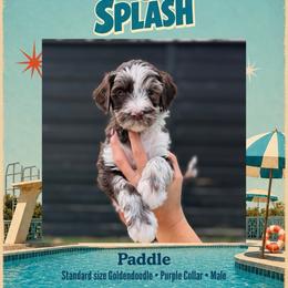 Paddle - Dallas TX - 4,000 - Chocolate male Goldendoodle puppy in Garland, Texas from Twilight Doodles