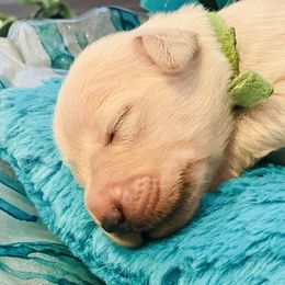 Golden Retriever Puppies from English Cream Goldens in Georgia