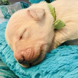 Golden Retriever Puppies from English Cream Goldens in Georgia