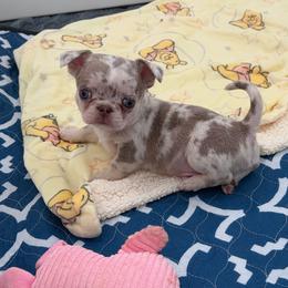 Colby - Merle male Chihuahua puppy in Newport Beach, California from Exotic City Pomeranians and chihuahuas