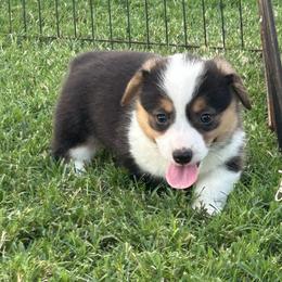 Girl 3 - Black and tan female Pembroke Welsh Corgi puppy in Honey Grove, Texas from JK Ranch Corgis