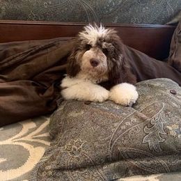 Bernedoodle Puppies from Natchez Trace Doodles