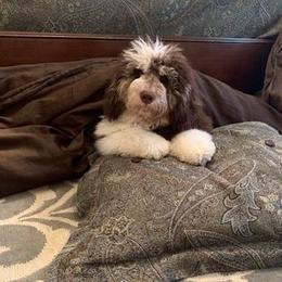 Bernedoodle Puppies from Natchez Trace Doodles
