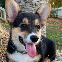 Pembroke Welsh Corgis from Rockhouse Hollow Corgis