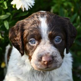 Paisley - Liver roan female Brittany puppy in Hollidaysburg, Pennsylvania from Royal Flush Farms