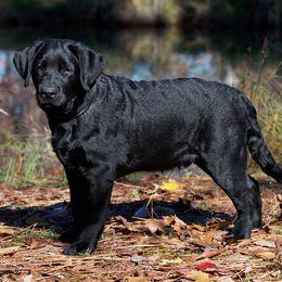 Labrador Retrievers from Peavine Labradors