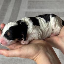 Black phantom parti - Black and white female Bernedoodle puppy in Spring, Texas from At The Cross Kennel