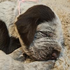 Girl 3 - Spinone Italiano puppy in Alachua, Florida from Asperida Dachshunds and Spinoni