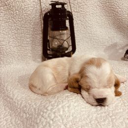 Girl 2 - Lemon and white female Basset Hound puppy in Lagrange, Georgia from Tall Oak Bassets