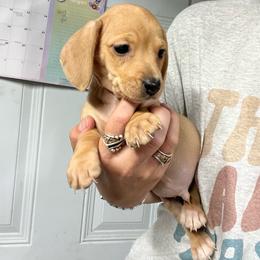 Ace - Cream male Dachshund puppy in Oklahoma from Rockin’ S Kennel