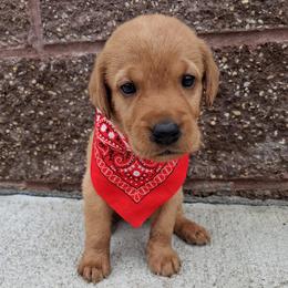 Boy 1 - male Labrador Retriever puppy in Potosi, Wisconsin from Point and Flush Gun Dogs