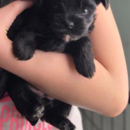 CKC Bella - Black and tan female Yorkshire Terrier puppy in West Enfield, Maine from GRIFFEY'S SPA AND KENNEL