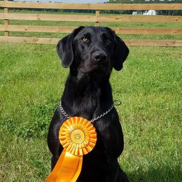 "Indikas Cruisin' For A Bruisin' MH - Owned by Bobby Bridges" Labrador Retriever All Grown Up from Cedar Swamp Retrievers