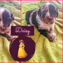 Miniature Australian Shepherd Puppies from Wonderland Aussies