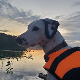 Lilah - Dalmatian