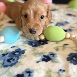 Maverick - Red male Dachshund puppy in Morristown, Tennessee from Hillside Hounds