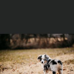 Toy Australian Shepherd Puppies from MN Pomme De Terre Aussies