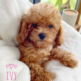 Ivy - Red  female Poodle puppy in Warrensburg, Missouri from Supreme Doodles