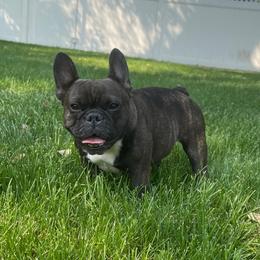 Poppy - French Bulldog