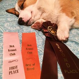 Pembroke Welsh Corgi Puppies from Annwyl McCorgis