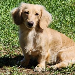 Penelope - Dachshund