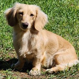 Penelope - Dachshund
