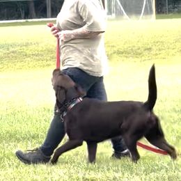 Labrador Retriever Puppies from Rose Gold Retrievers