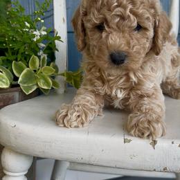 Blaze - Apricot male Cavapoo puppy in Manheim, Pennsylvania from Paige Haldeman's Cavapoos and Shichons