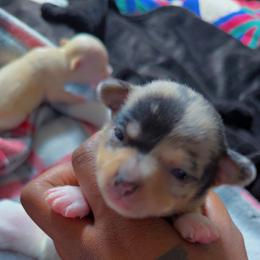 Ghost - Merle male Chihuahua puppy in Charlotte, North Carolina from Lawinski’s Chihuahua World