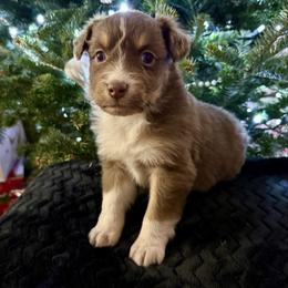 Daphne - Red tri-color female Australian Shepherd puppy in Blomkest, Minnesota from Meljestic Farms