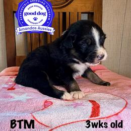 BTM blue collar - Black tri-color male Australian Shepherd puppy in Greenville, Texas from Amandas Aussies