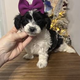 Tabitha - Black & white female Maltipoo puppy in Berea, Kentucky from Blair’s Furry Friends