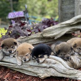Akita and Shiba Inu Puppies from Day Dream Shiba Inu’s