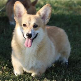 Wizard - Red male Pembroke Welsh Corgi puppy in Pollock, Missouri from Northstar