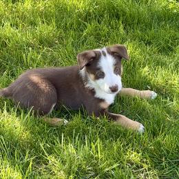 Ruby Red Slippers - Red and white female Australian Koolie puppy in West Richland, Washington from KittyHawkKoolies