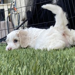 Australian Cobberdog Puppies from Mud Pies Australian Cobberdogs
