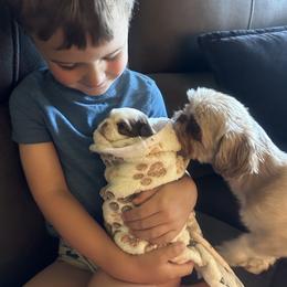 Shih Tzu puppies from Puddle Jumpers Shih Tzus