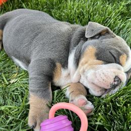 Boy 1 - Bulldog puppy in Sandy, Utah from K2I Bulldogs