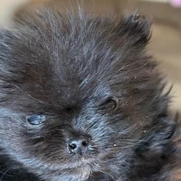 Zephyr - Black male Pomeranian puppy in Edmond, Oklahoma from My Sun & Moon Poms