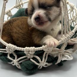 Brown Collar - Red male Pembroke Welsh Corgi puppy in Abingdon, Virginia from Em-K Kennels